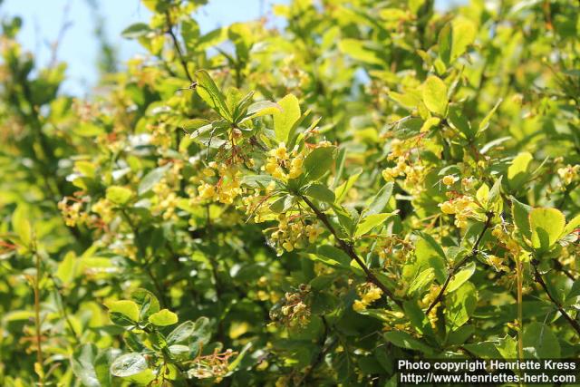 Photo: Berberis amurensis 6.