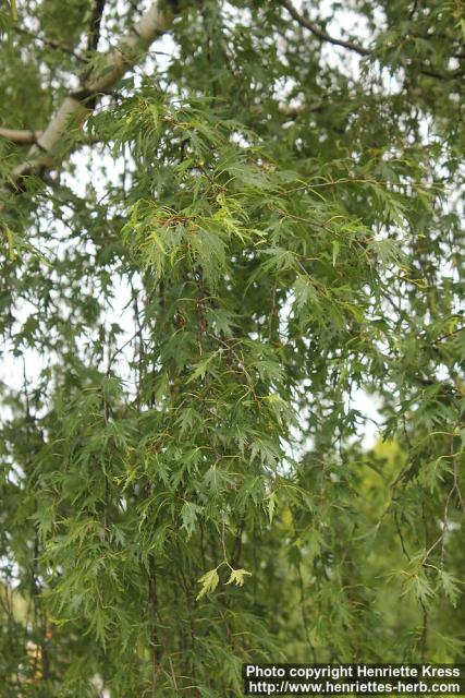 Photo: Betula pendula 43.