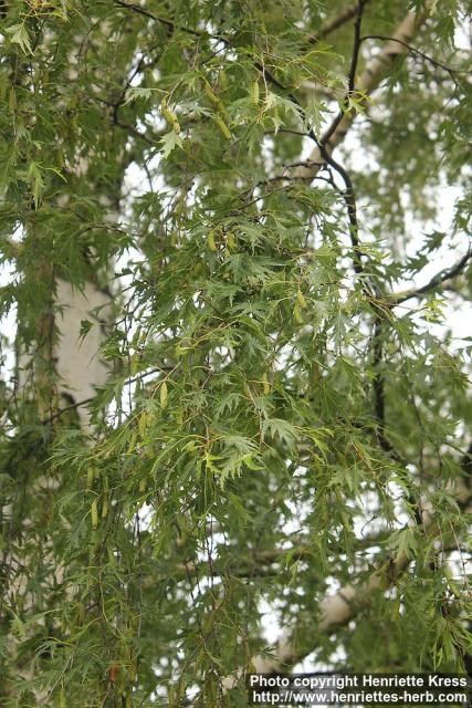 Photo: Betula pendula 44.