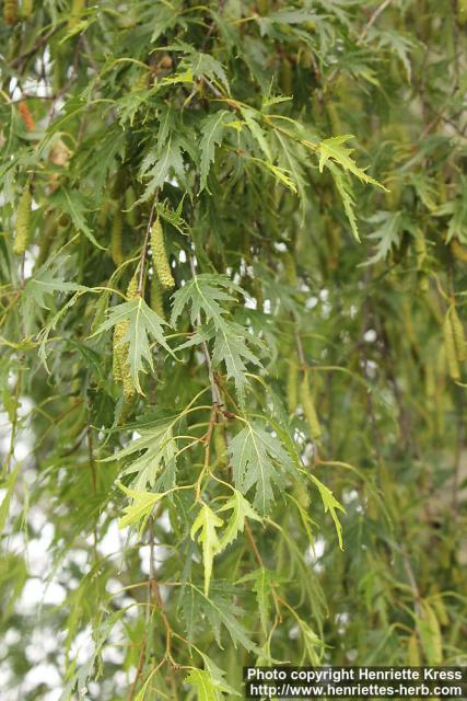 Photo: Betula pendula 45.