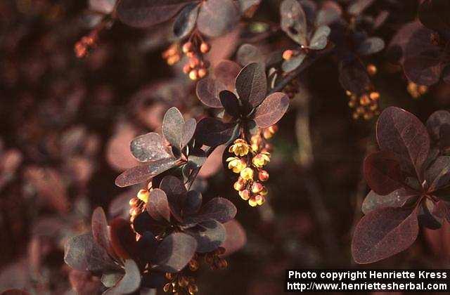 Photo: Berberis vulgaris 3.