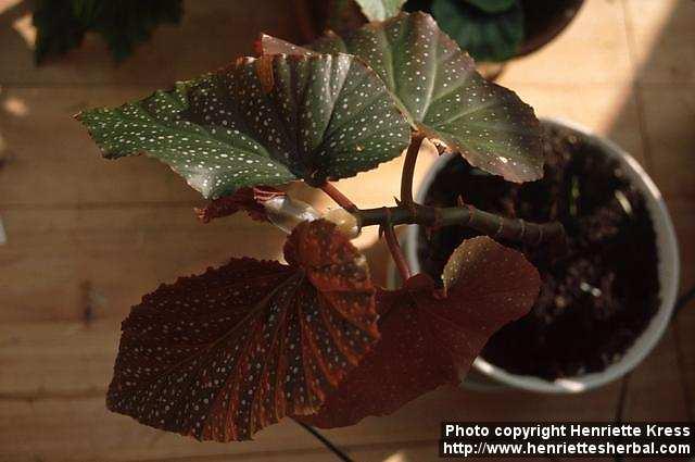 Photo: Begonia corallina.