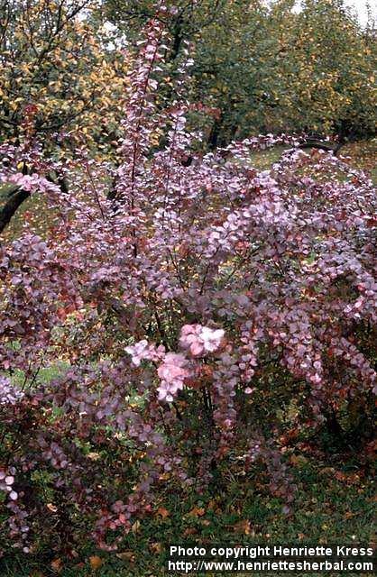 Photo: Berberis vulgaris 7.