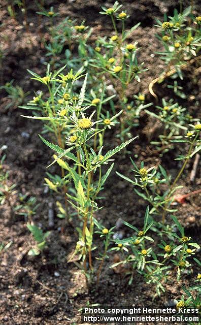 Photo: Bidens radiata.