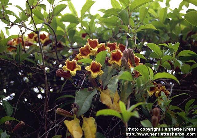 Photo: Bignonia capreolata 1.