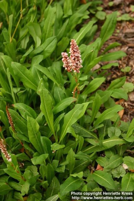 Photo: Polygonum affine 2.