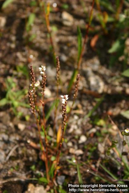 Photo: Bistorta vivipara 2.