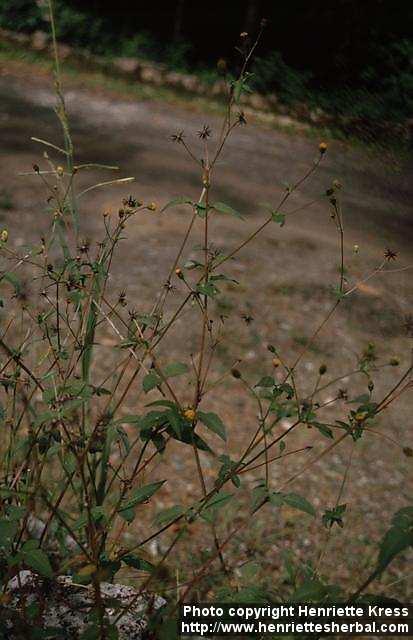 Photo: Bidens pilosa.