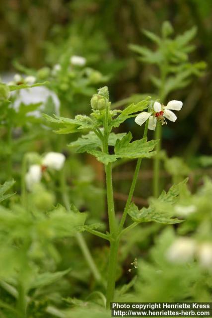 Photo: Blumenbachia hieronymi 2.