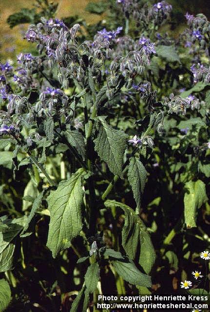 Photo: Borago officinalis 1.