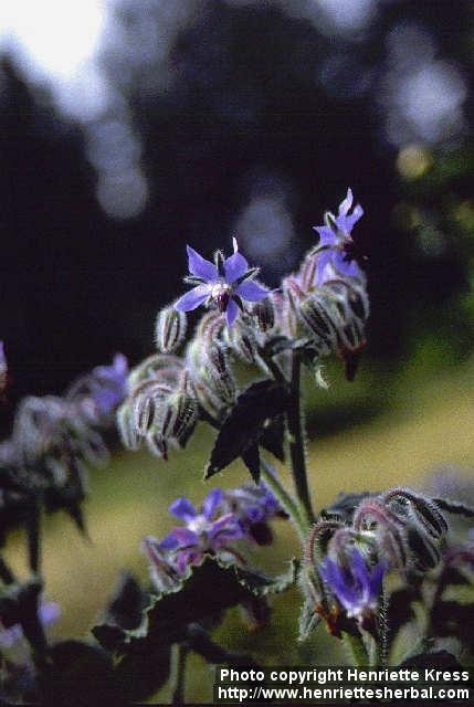 Photo: Borago officinalis 2.