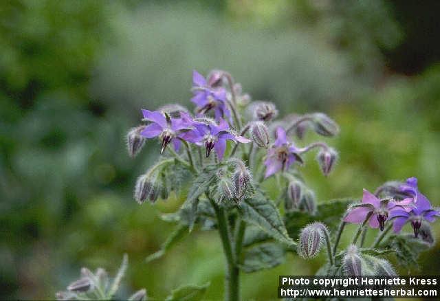 Photo: Borago officinalis.