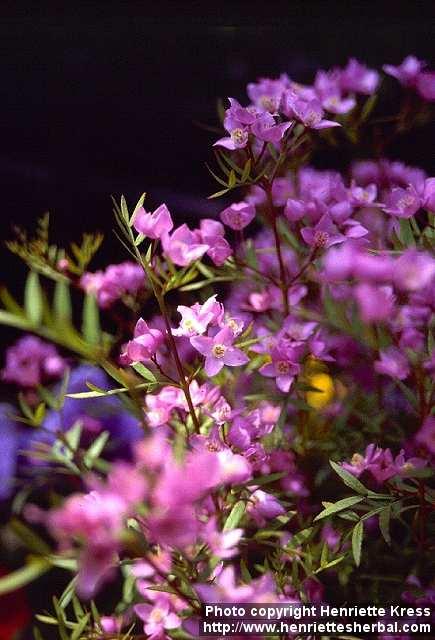 Photo: Boronia 1.