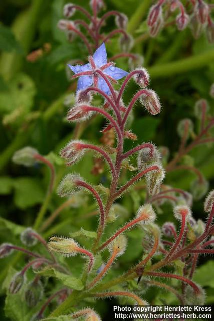 Photo: Borago officinalis 7.