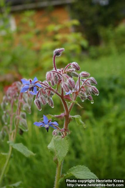 Photo: Borago officinalis 8.