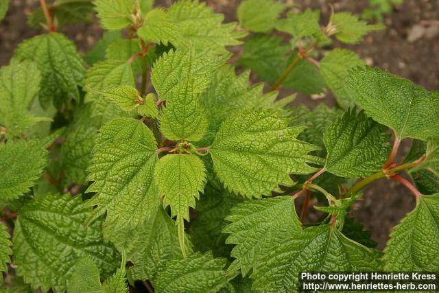 Photo: Boehmeria macrophylla.