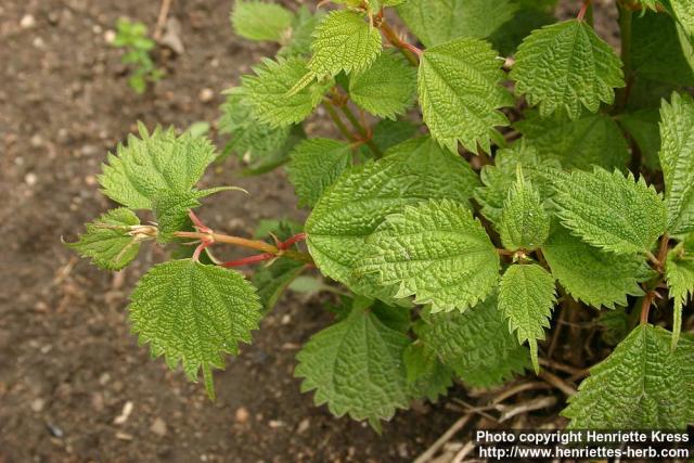 Photo: Boehmeria macrophylla 1.