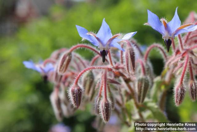 Photo: Borago officinalis 12.