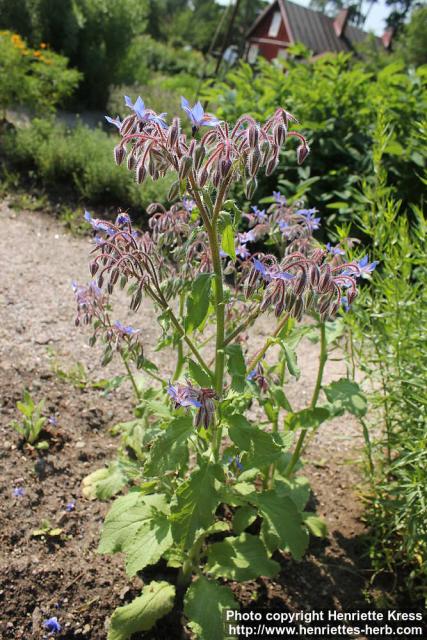 Photo: Borago officinalis 13.