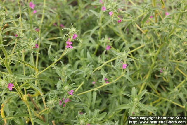 Photo: Boisduvalia densiflora 0.