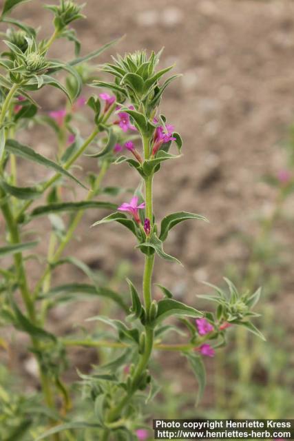 Photo: Boisduvallia densiflora 1.