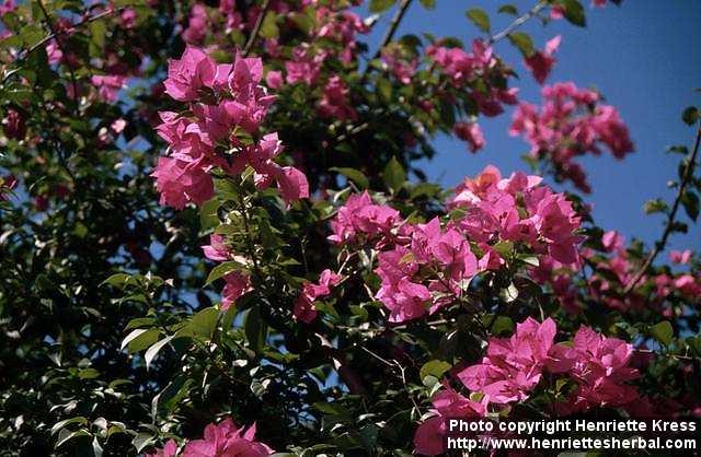 Photo: Bougainvillea 2.