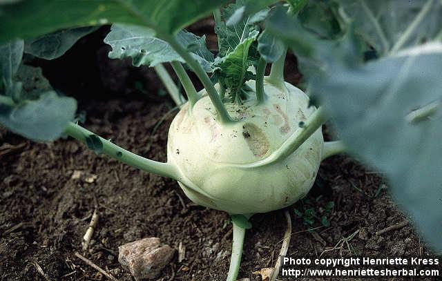 Photo: Brassica oleracea gong 1.