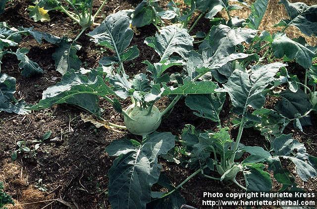 Photo: Brassica oleracea gong.