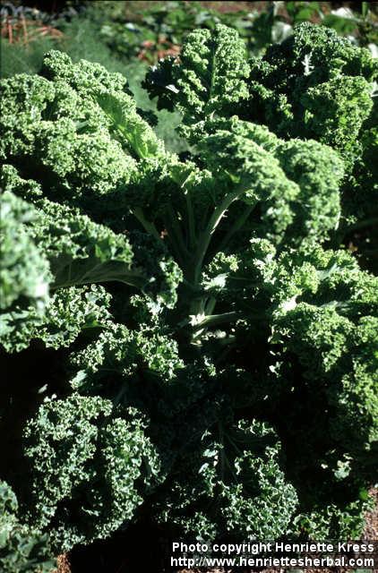 Photo: Brassica oleracea sabe 3.