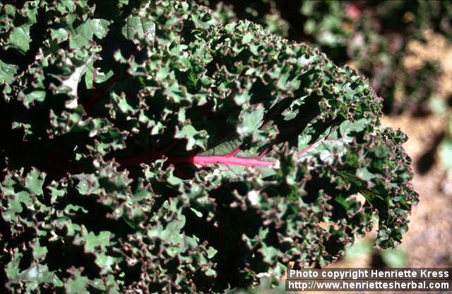 Photo: Brassica oleracea sabe 6.