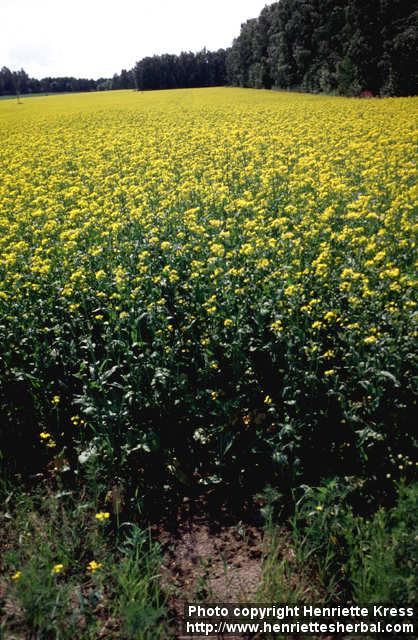 Photo: Brassica rapa olei 1.