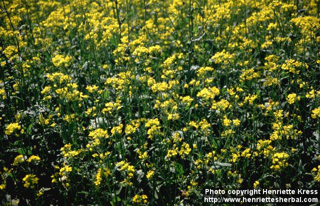 Photo: Brassica rapa olei 2.