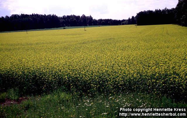 Photo: Brassica rapa olei.