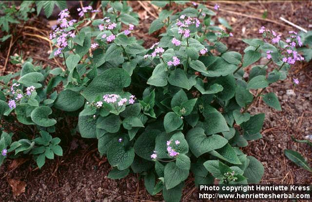 Photo: Brunnera macrophylla.