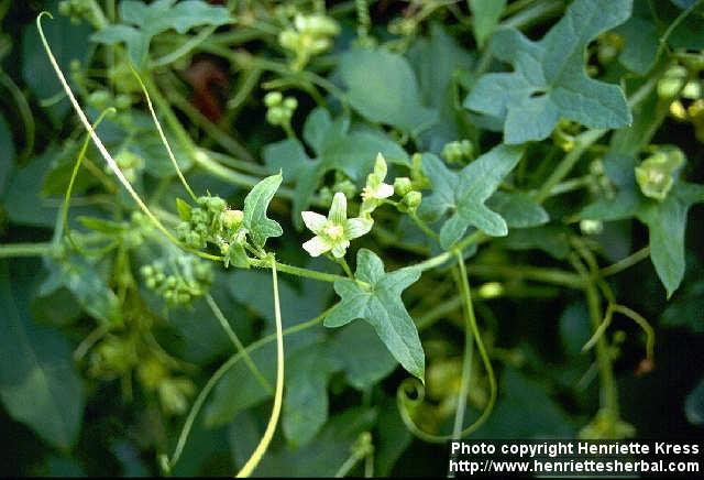 Photo: Bryonia dioica.