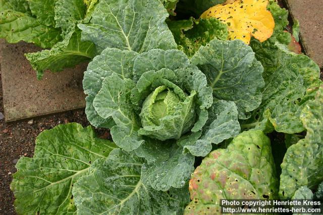 Photo: Brassica oleracea saba 1.