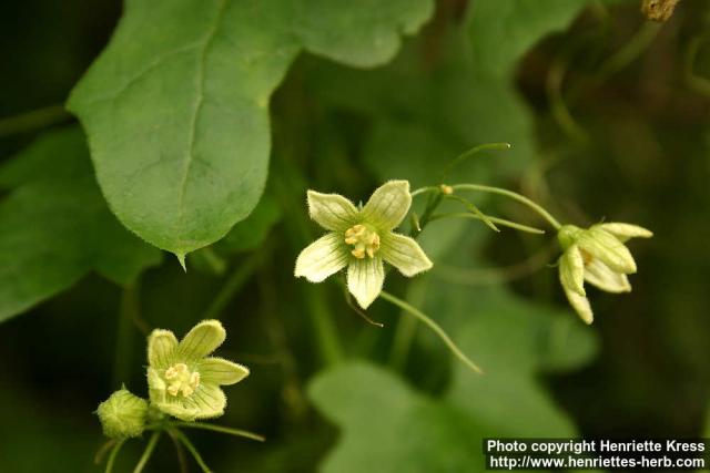 Photo: Bryonia dioica 13.