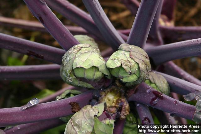 Photo: Brassica oleracea gemm 1.