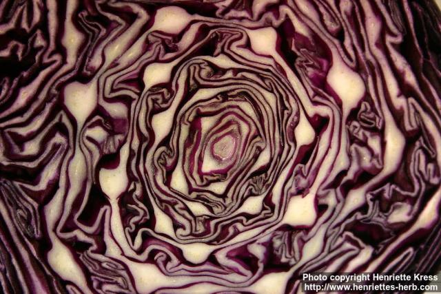 Photo: Brassica oleracea capi 6.