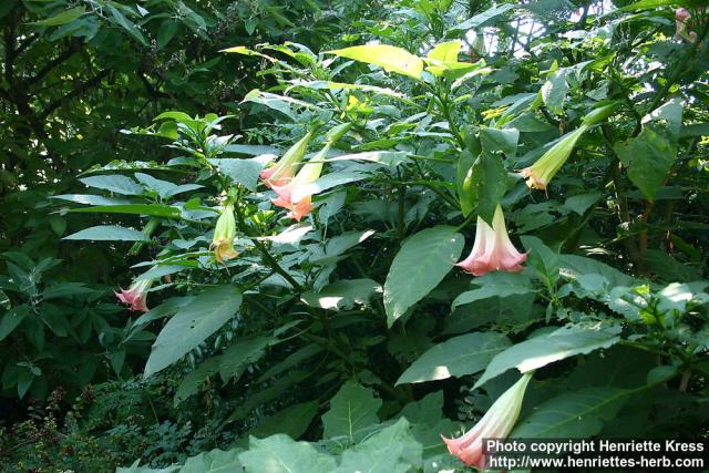 Photo: Brugmansia 3.