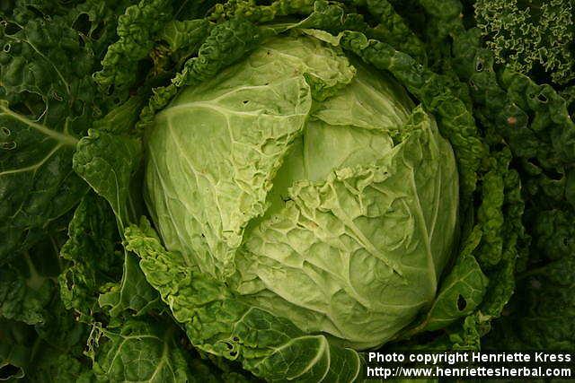 Photo: Brassica oleracea saba 2.