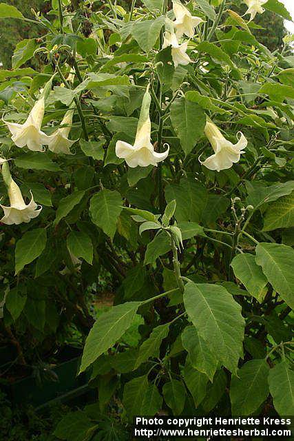 Photo: Brugmansia arborea 3.