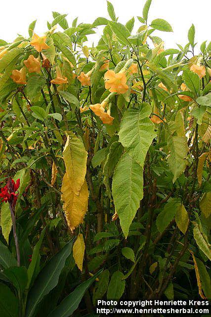 Photo: Brugmansia aurea.