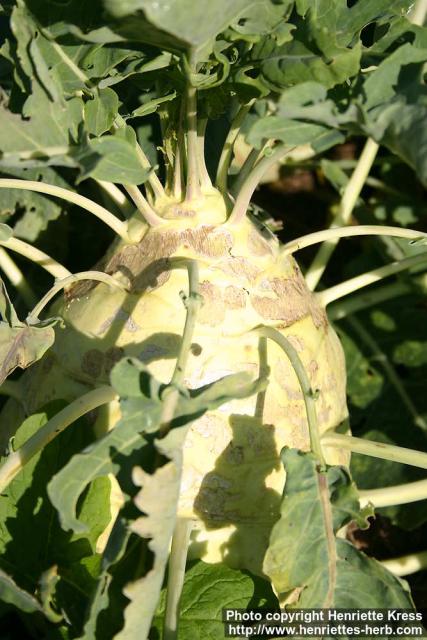 Photo: Brassica oleracea gong 7.