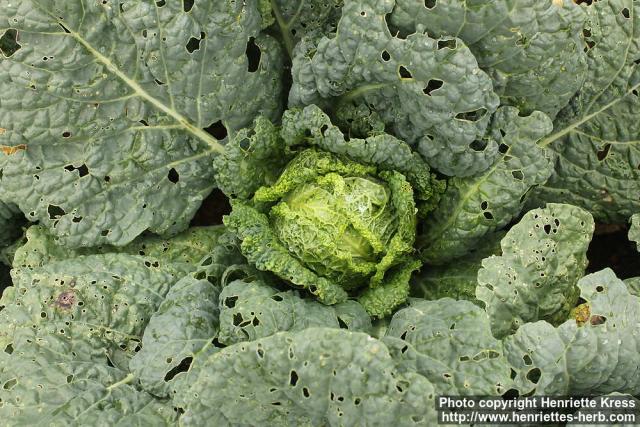 Photo: Brassica oleracea saba 3.