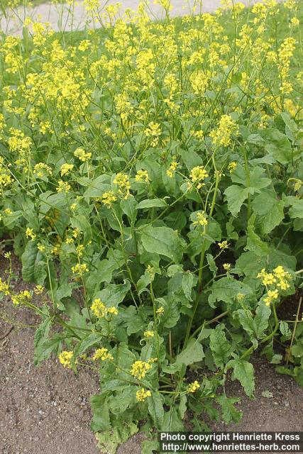 Photo: Brassica juncea 0.