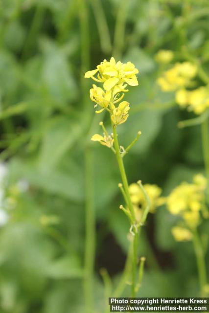 Photo: Brassica juncea 1.