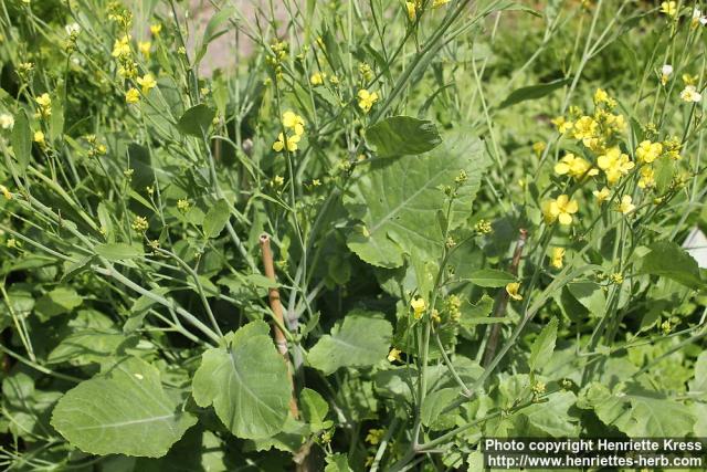 Photo: Brassica carinata 2.