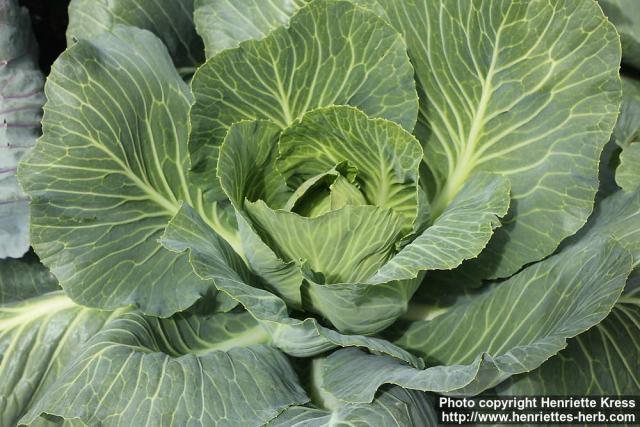 Photo: Brassica oleracea capi 12.