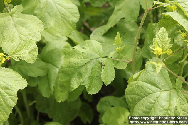 Photo: Brassica nigra 8.